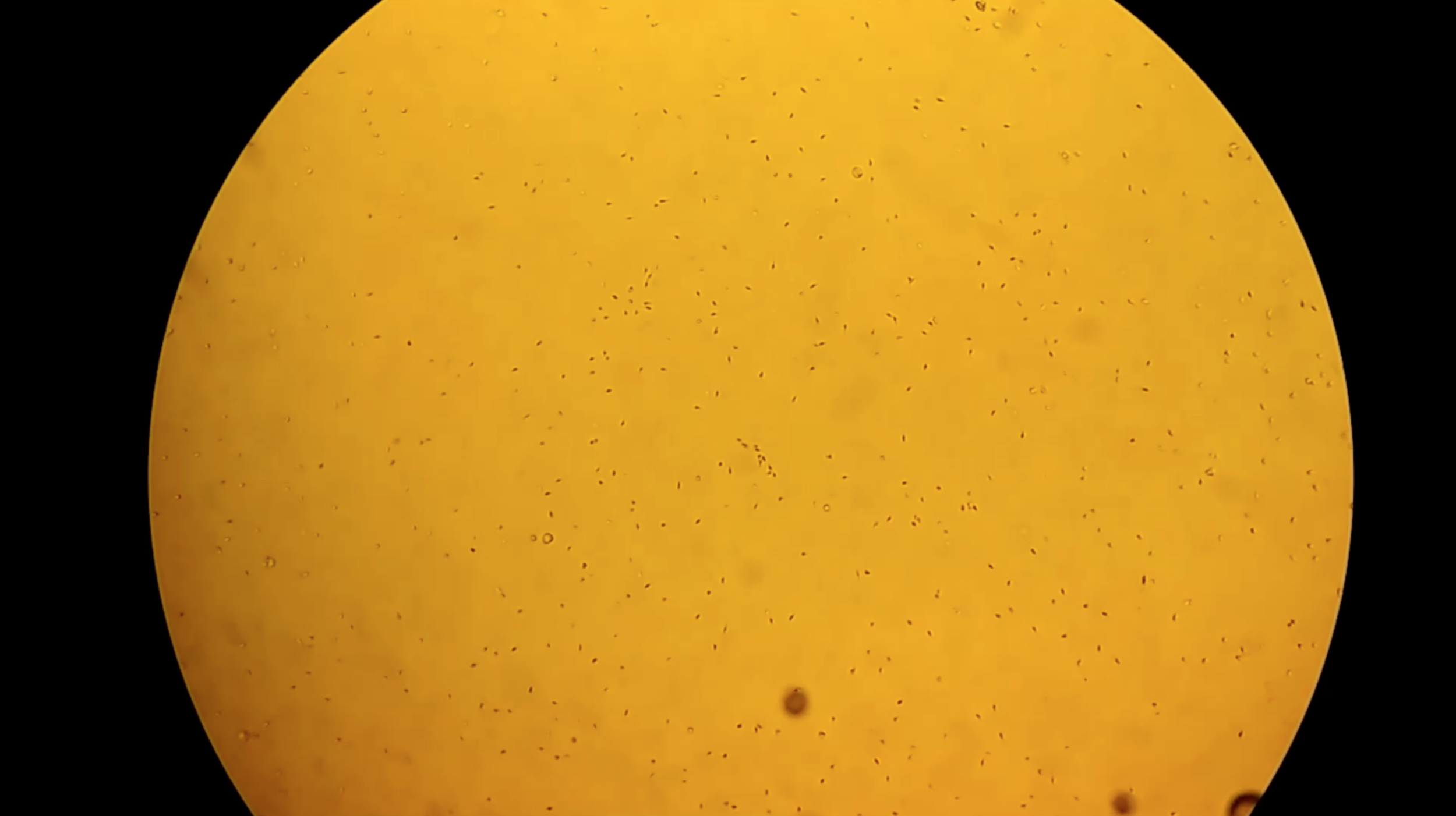 Screen Shot 2019-10-03 at 12.59.41.png