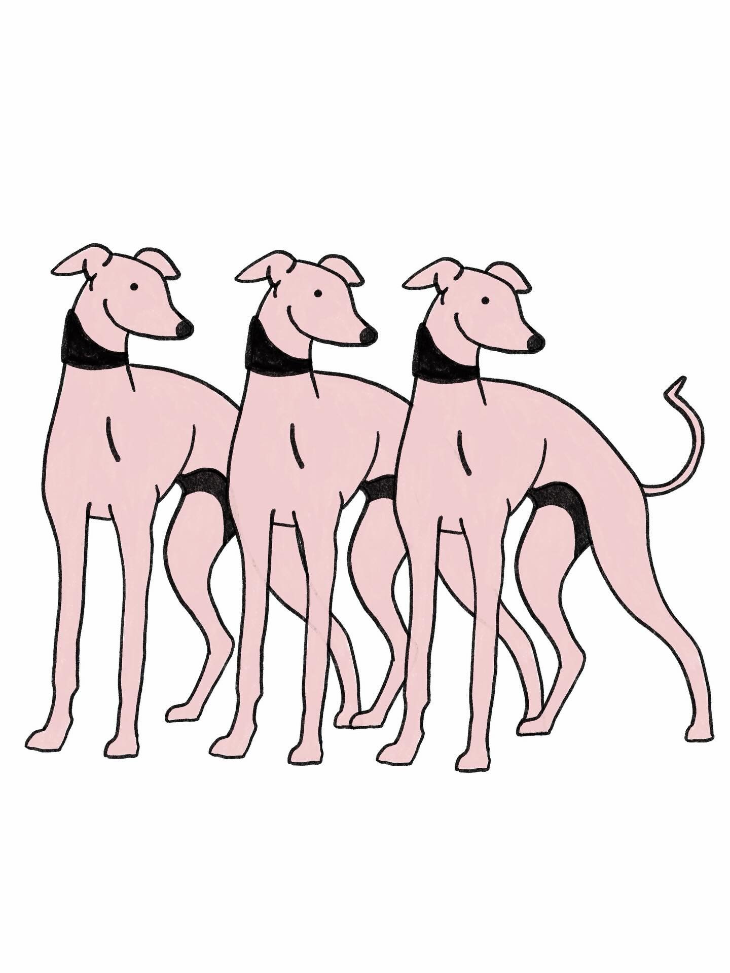 Marvin lookbook 2026 🙌🏻 Which one is your favorite? 

#illustration #illustratorsofinstagram #dog #artwork #sighthoundsofinstagram