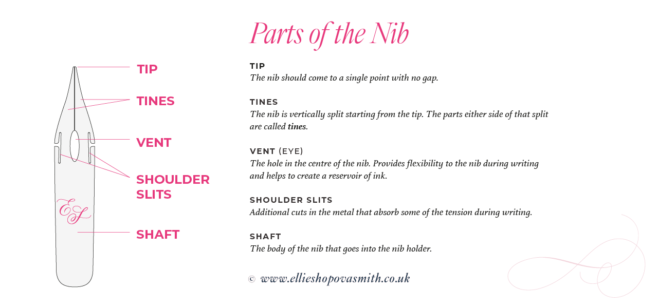 In infographic with a pointed nib with its parts labelled. A brief explanation of their functions is included