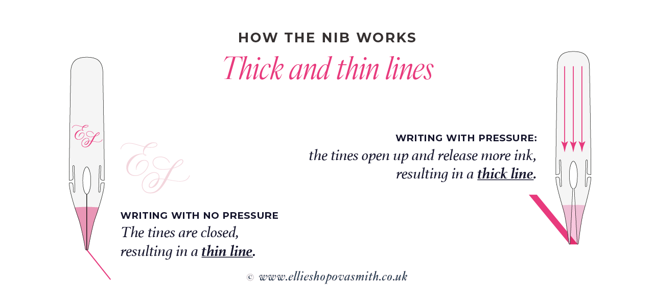 An illustration of a pointed nib explaining how the nib produces thin lines with no pressure and thick lines when pressure is applied during writing.