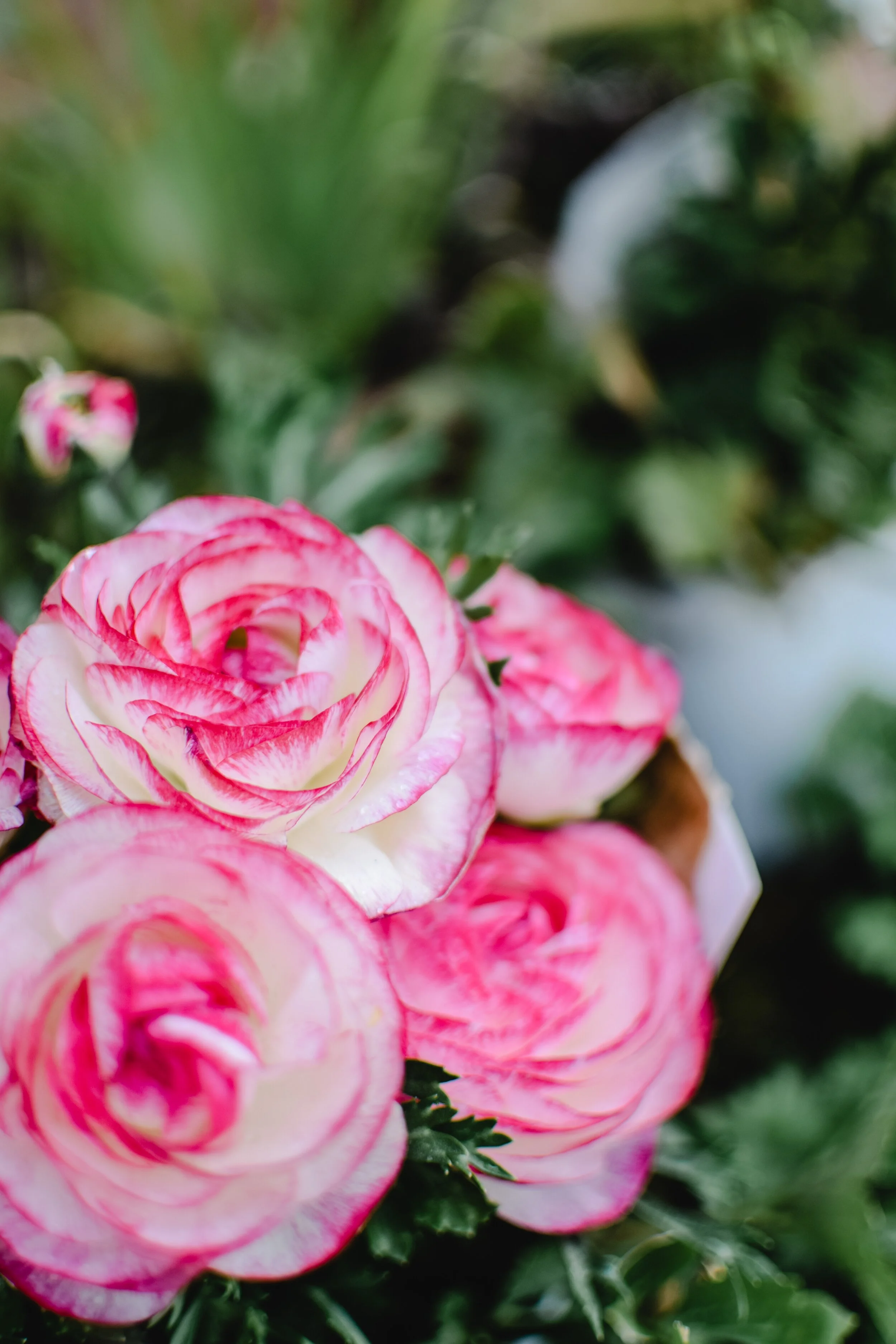 flowers (in bloom).jpg