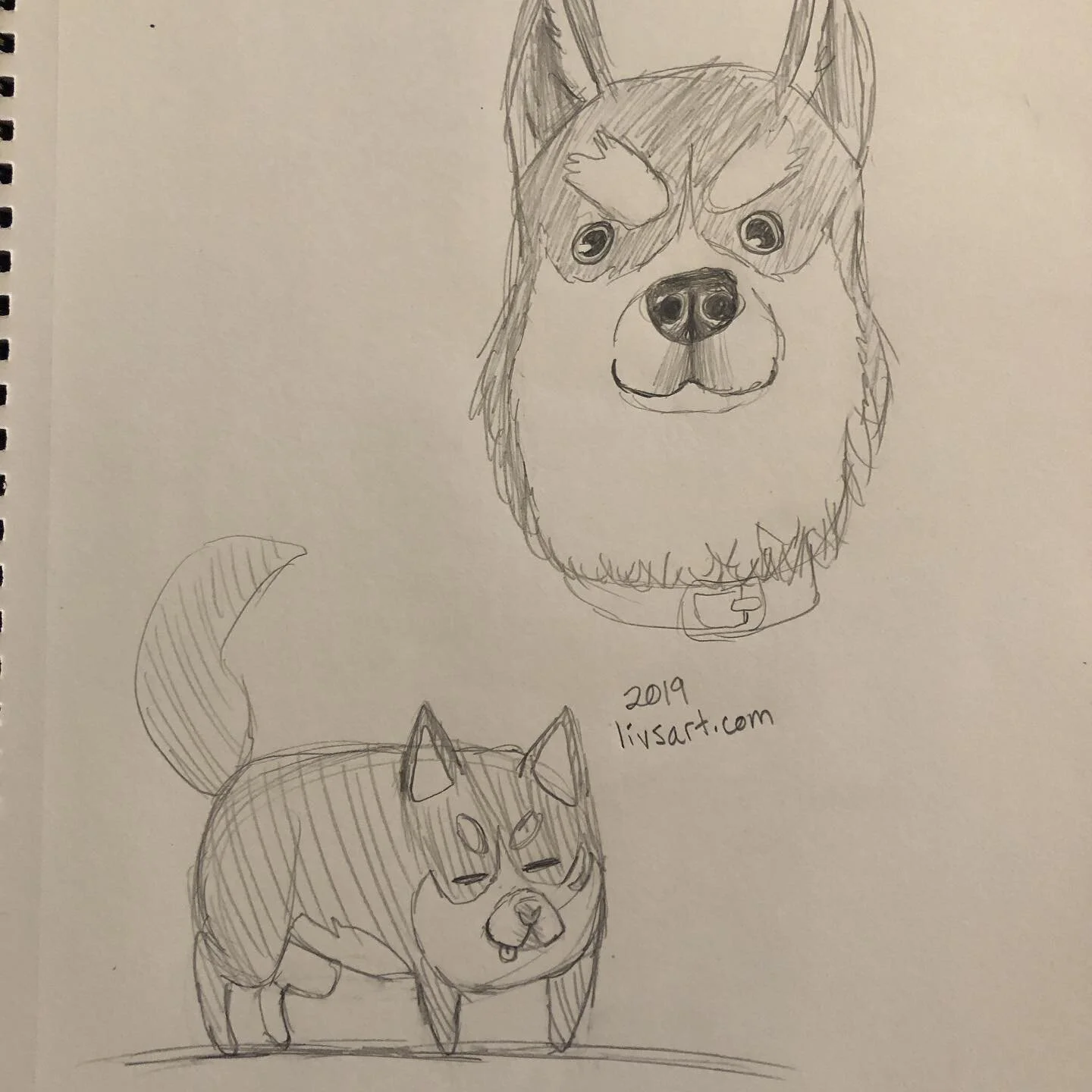 Husky #sketch