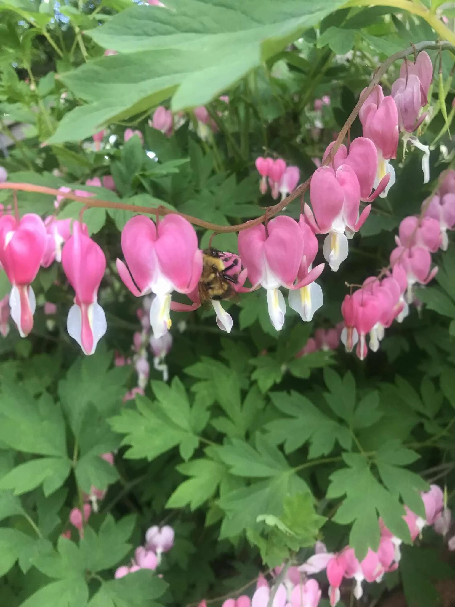 Bleeding Hearts with Bee.jpg