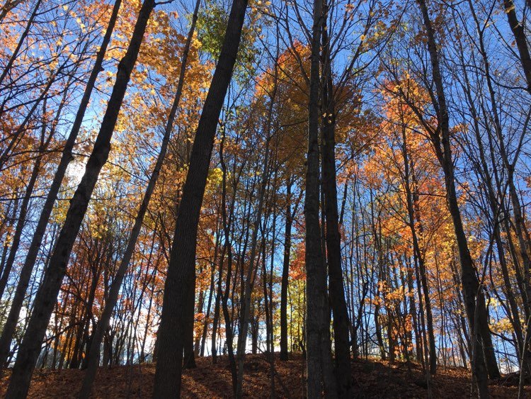 Fall Forest - looking up.jpg