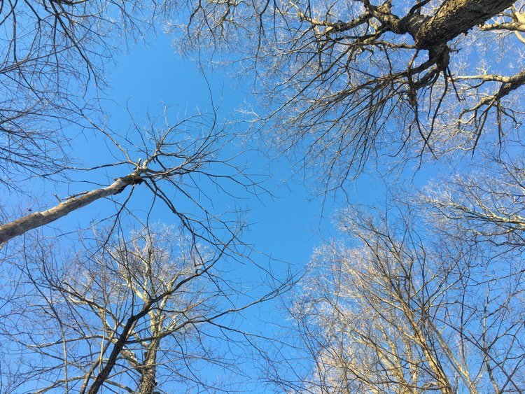 look up trees.jpg