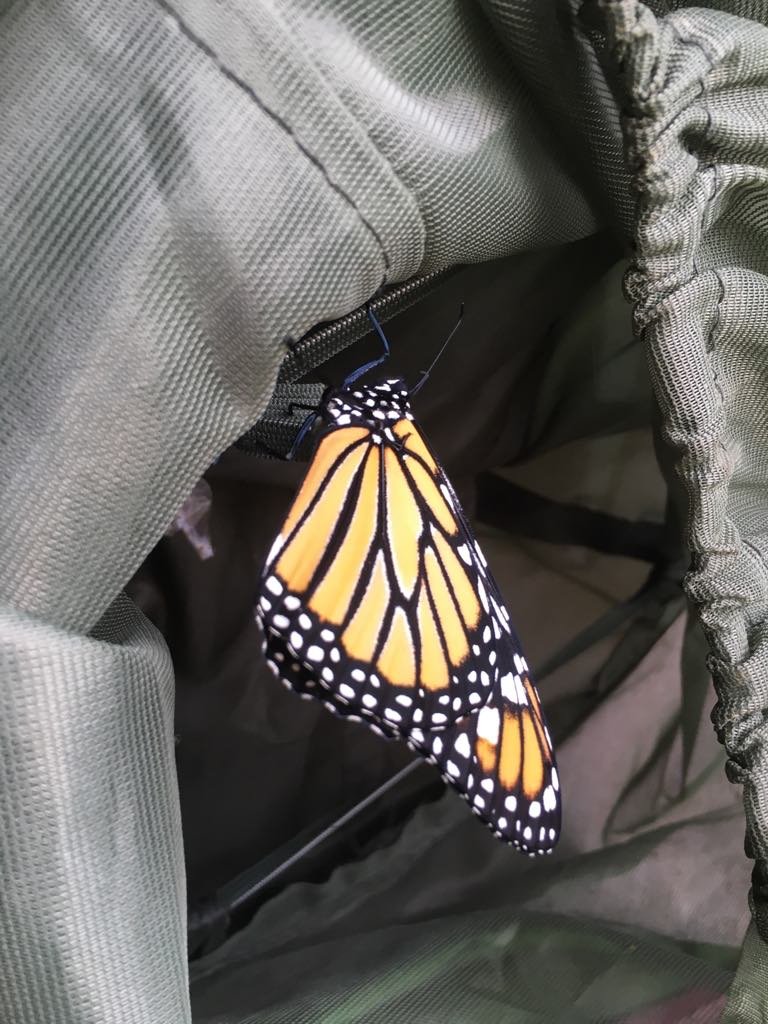 summer 2023 - hatched monarch.jpg