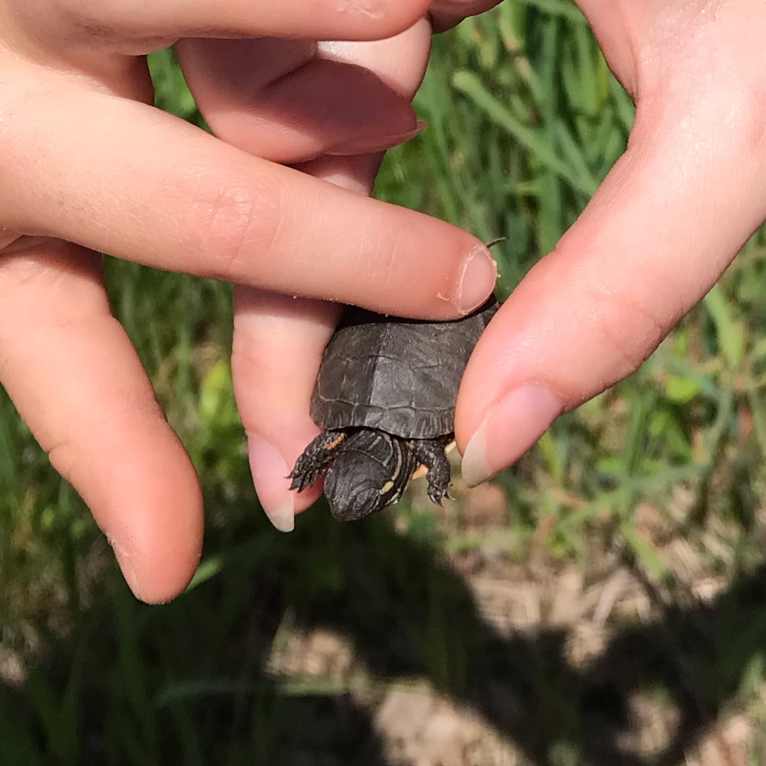 Have you ever seen a teeny tiny turtle crossing the road? 

#paday at The Homestead