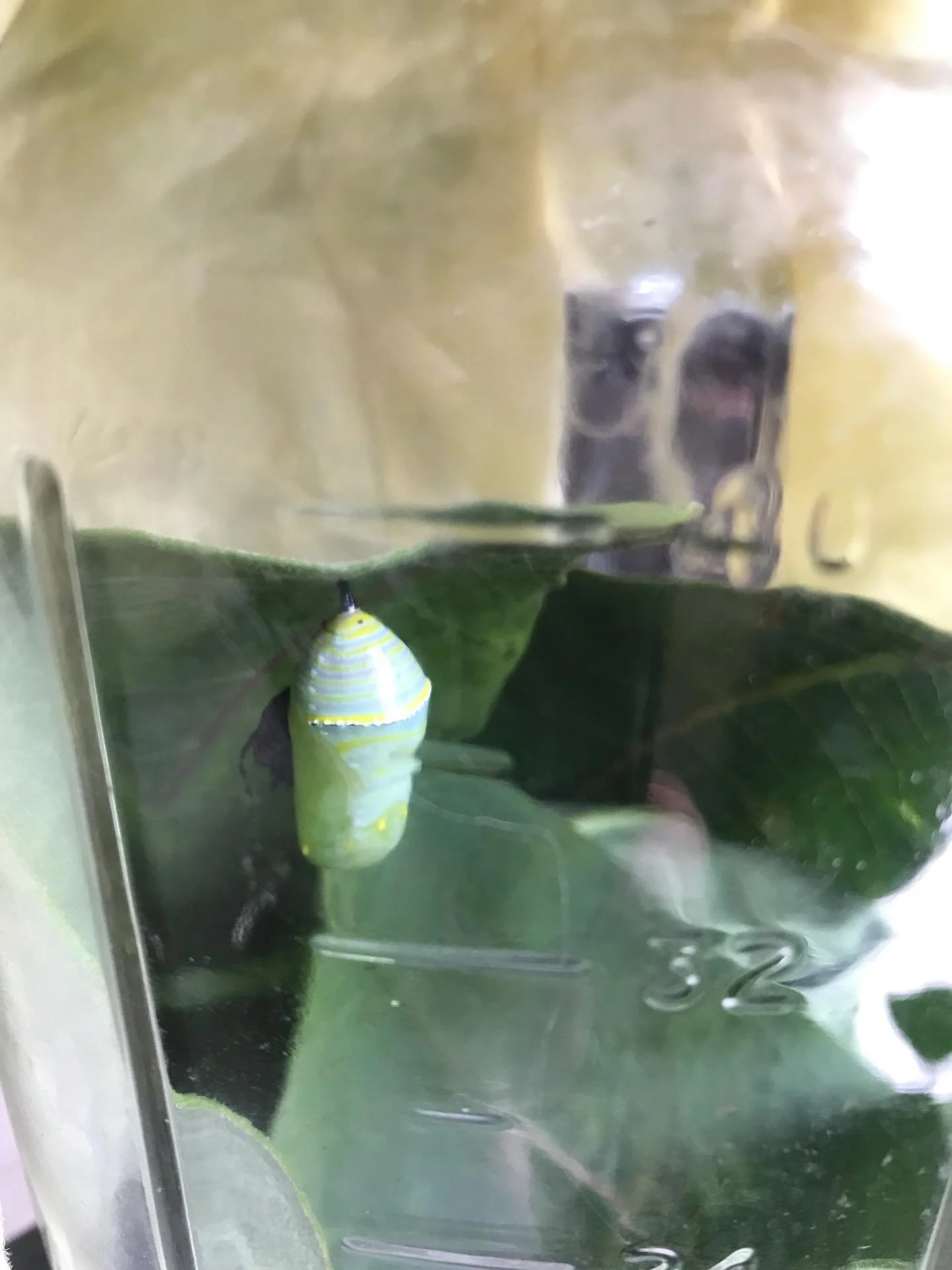 Overnight, a bit of magic happened!

Last week, one of our campers and I were out harvesting lemon balm when we spotted a tiny monarch caterpillar, tucked right among the milkweed we left growing for them. We brought it to the homestead along with so