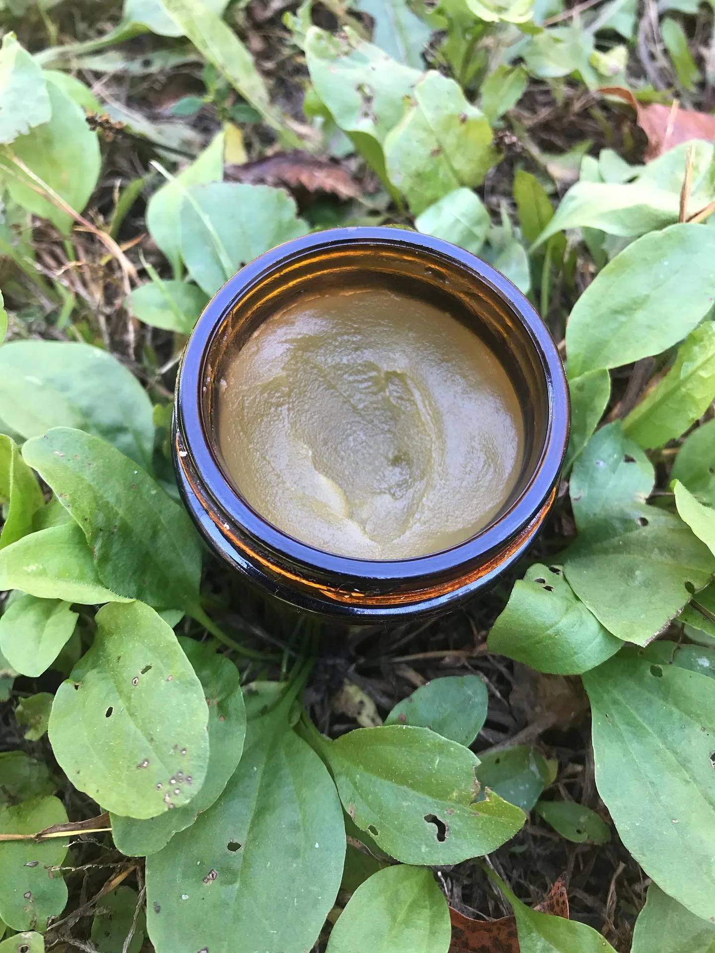 Plantain saved my butt &ndash; again!

Last week, I was puttering around a wilder part of the herb garden&mdash;grasses grown high, deer trail well-worn&mdash;when all of a sudden, I was stung.

By who? No idea. What did I disturb? Likely another gro