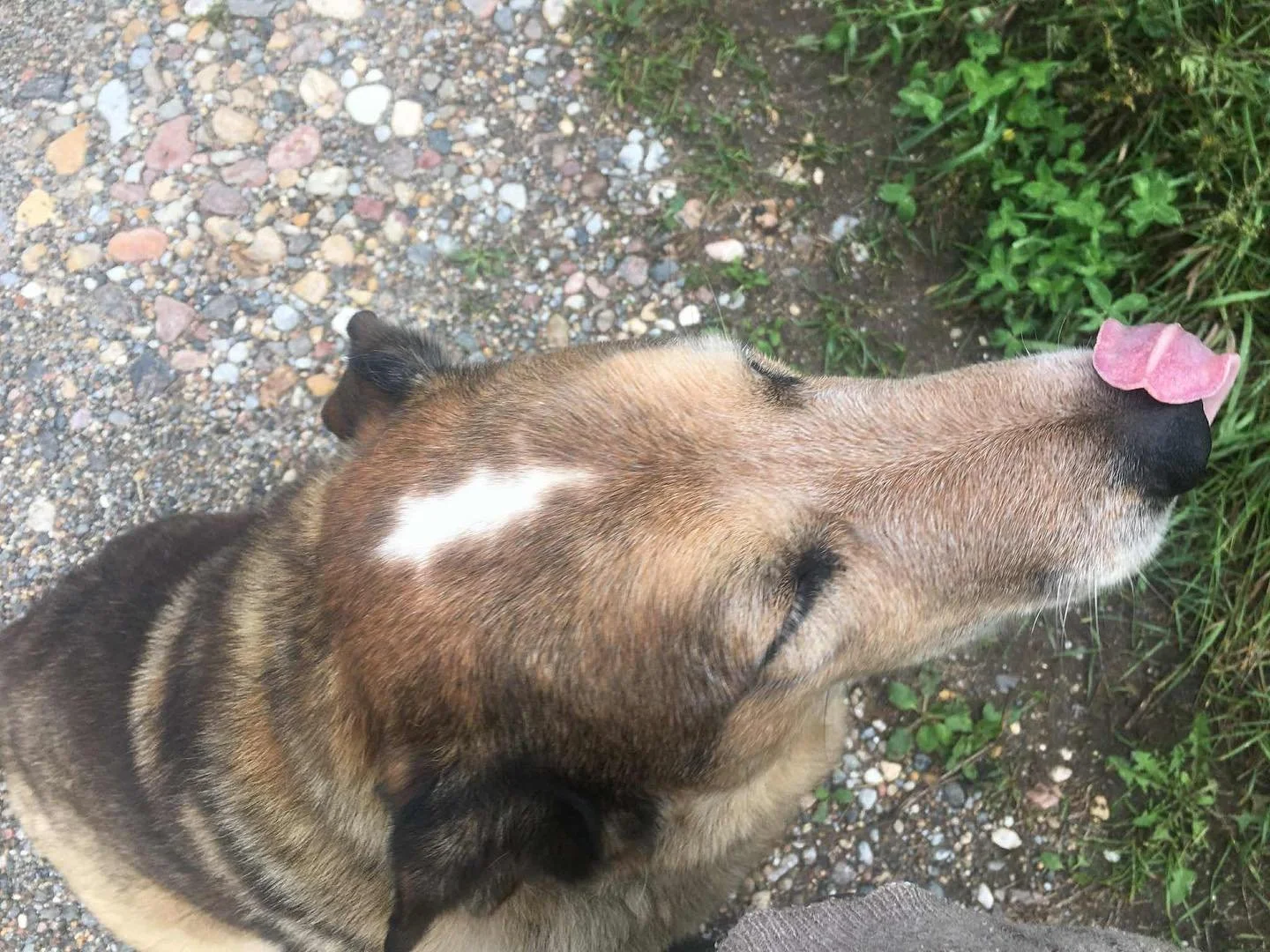 Goodbye to Dear Chester 

Our dear four-legged furry friend traveled yesterday, just a day after his 12th birthday.

For all of you who visited the Homestead over the years, Chester likely greeted you. So many moments shared&mdash;from pets and snugg