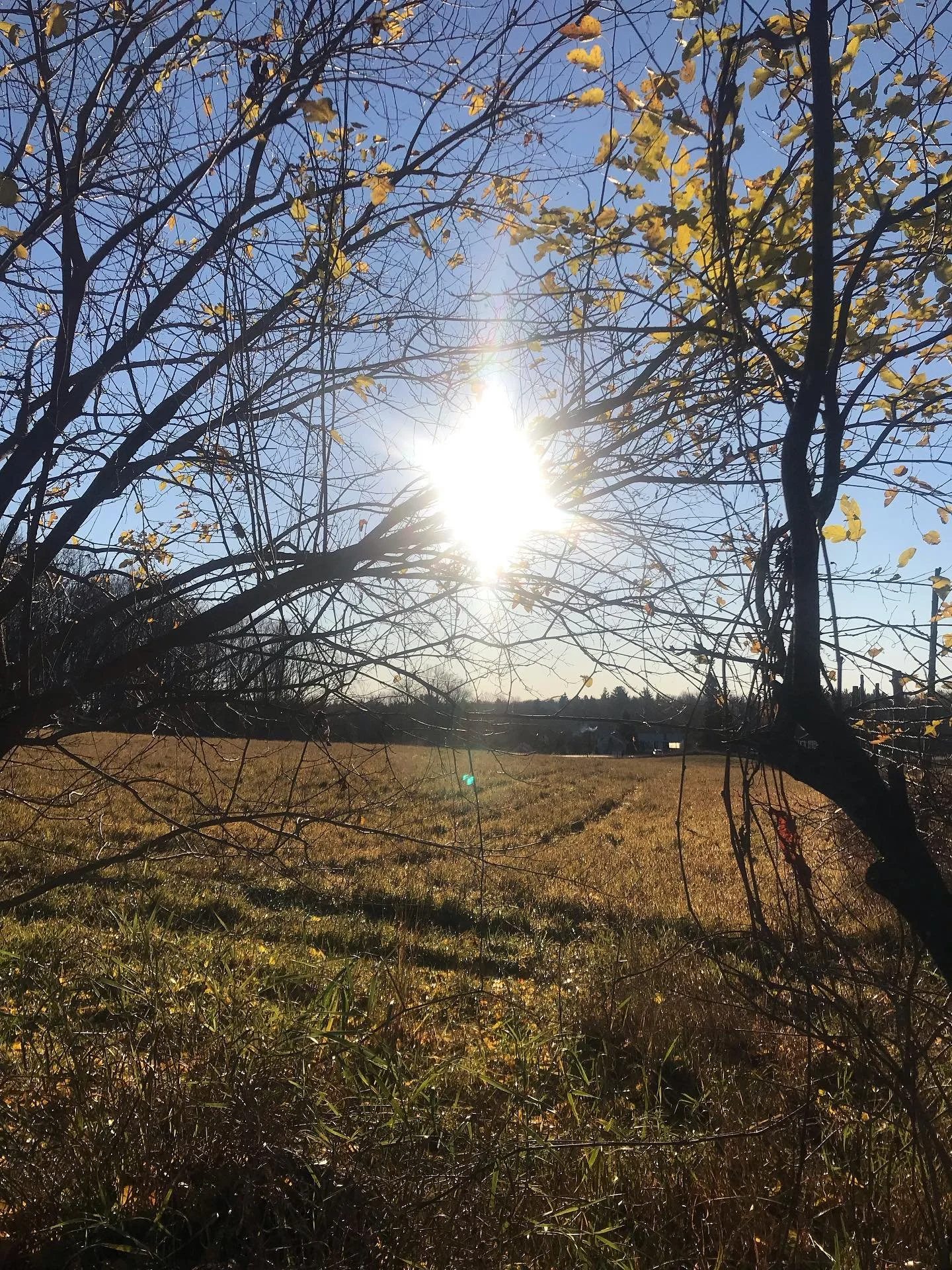 Appreciating the blue skies and sunshine after the noticeable shift in the seasons. 

Earth is calling us to ground, to find our feet and to descend our energy into our roots. 

It&rsquo;s cool. It&rsquo;s uncomfortable - and oh so invigorating! 

Fi
