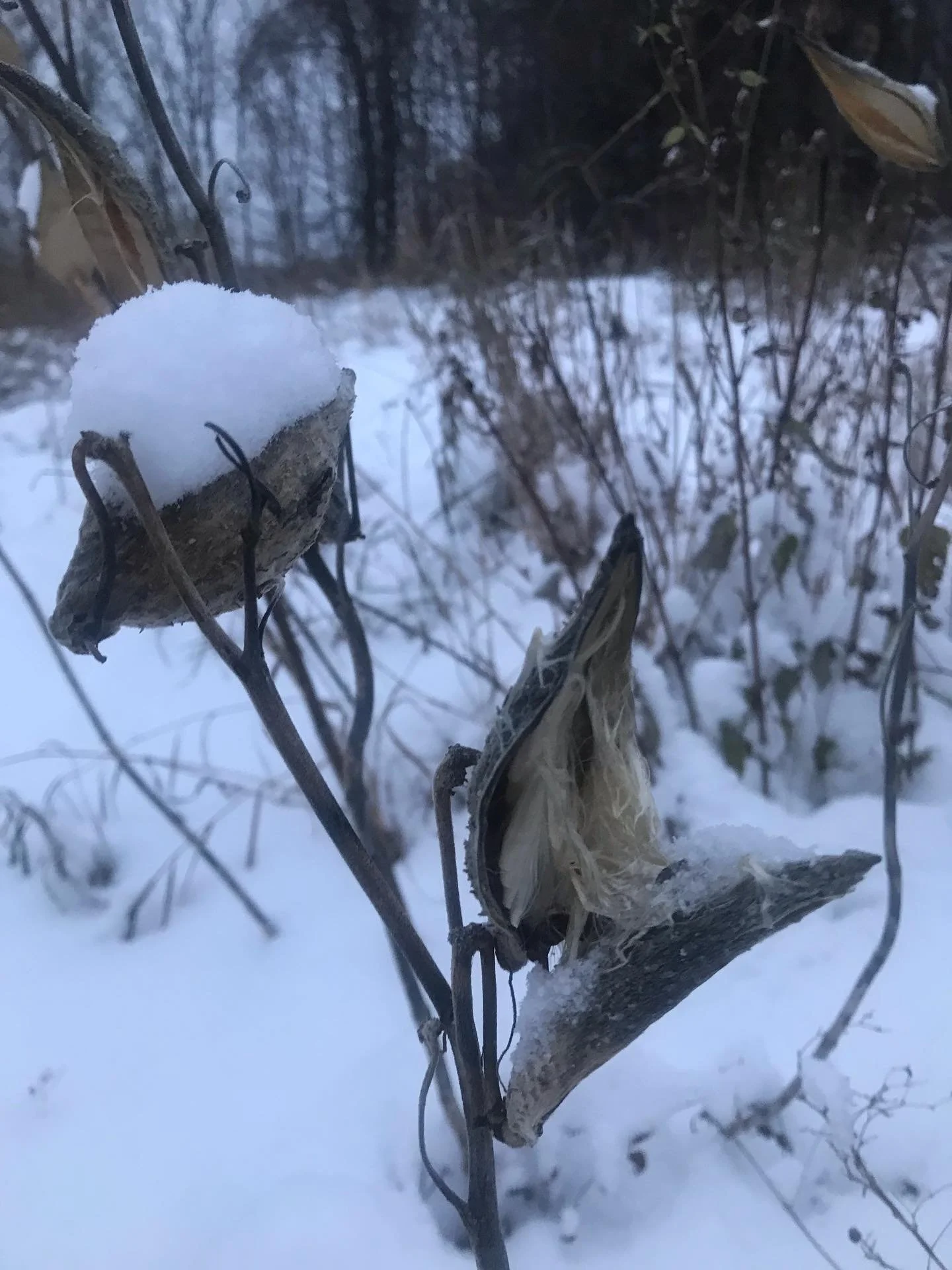The fresh snowfall and the quiet beauty of this last half of Fall truly feel like the beginning of something new ❄️.

There is a deep, seasonal desire for more space and rest: to turn inward, listen to our needs and desires, reflect, contemplate, dre