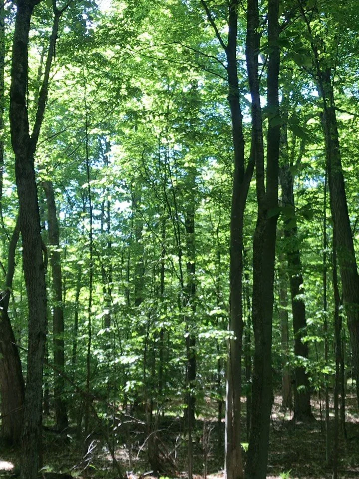 Join us this Saturday for Into the Forest, slow down, tap into your senses and be held by the forest. 12-1pm. 

Part of Maplestone Ranch and Retreat&rsquo;s Open House and Wellness Day, 10am-4pm. Free classes, local vendors, spa tours and more.

I wa