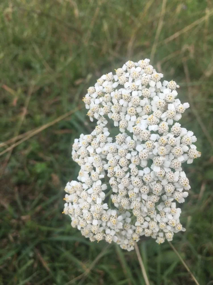 yarrow1.jpg