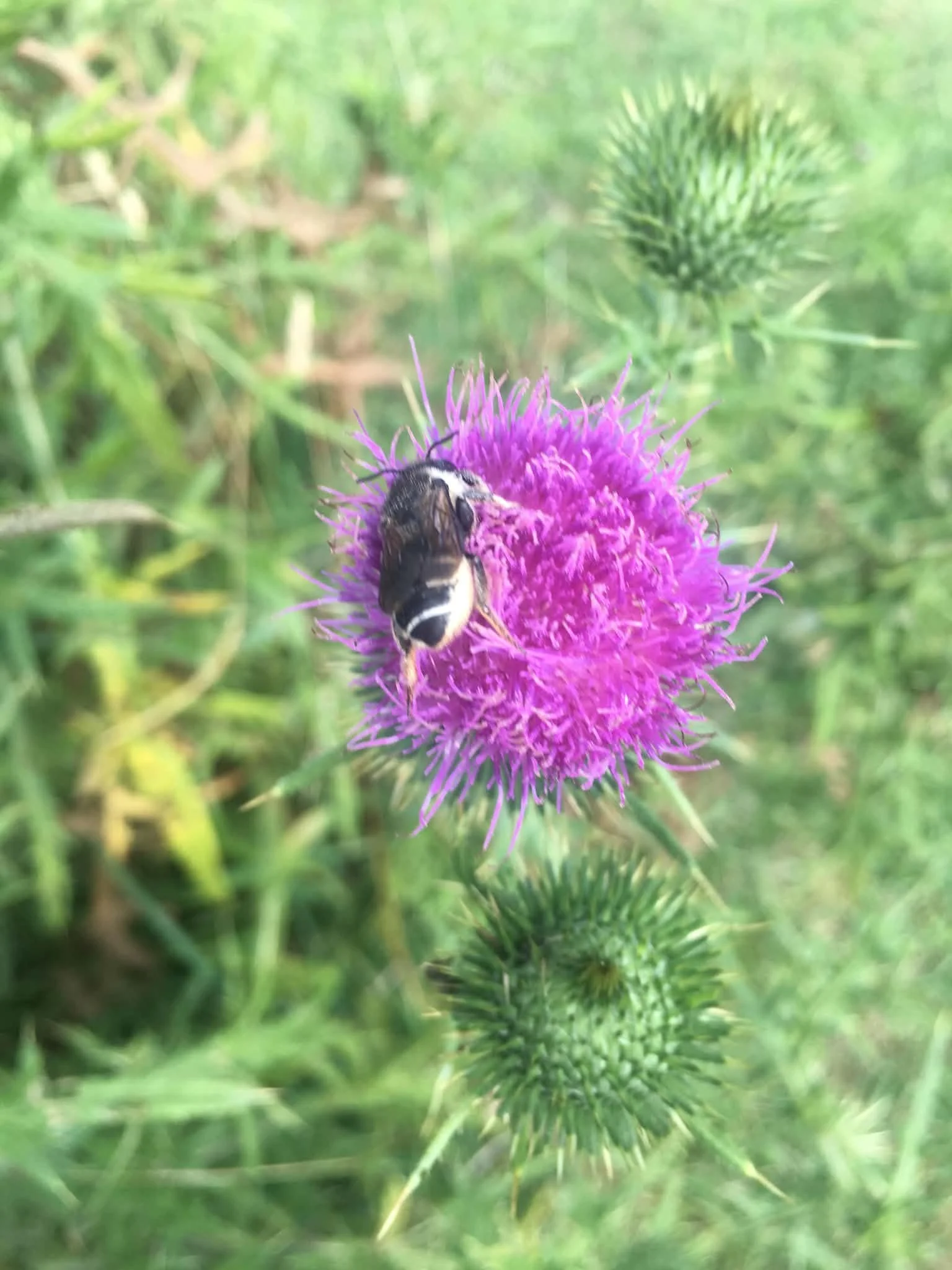 thistle flower with bee.jpg