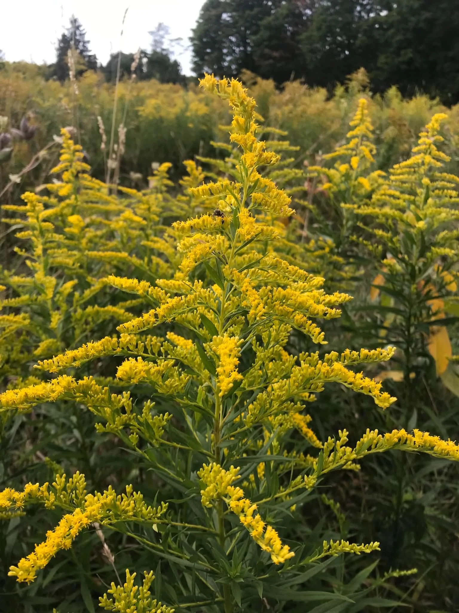 field of goldenrod.jpg