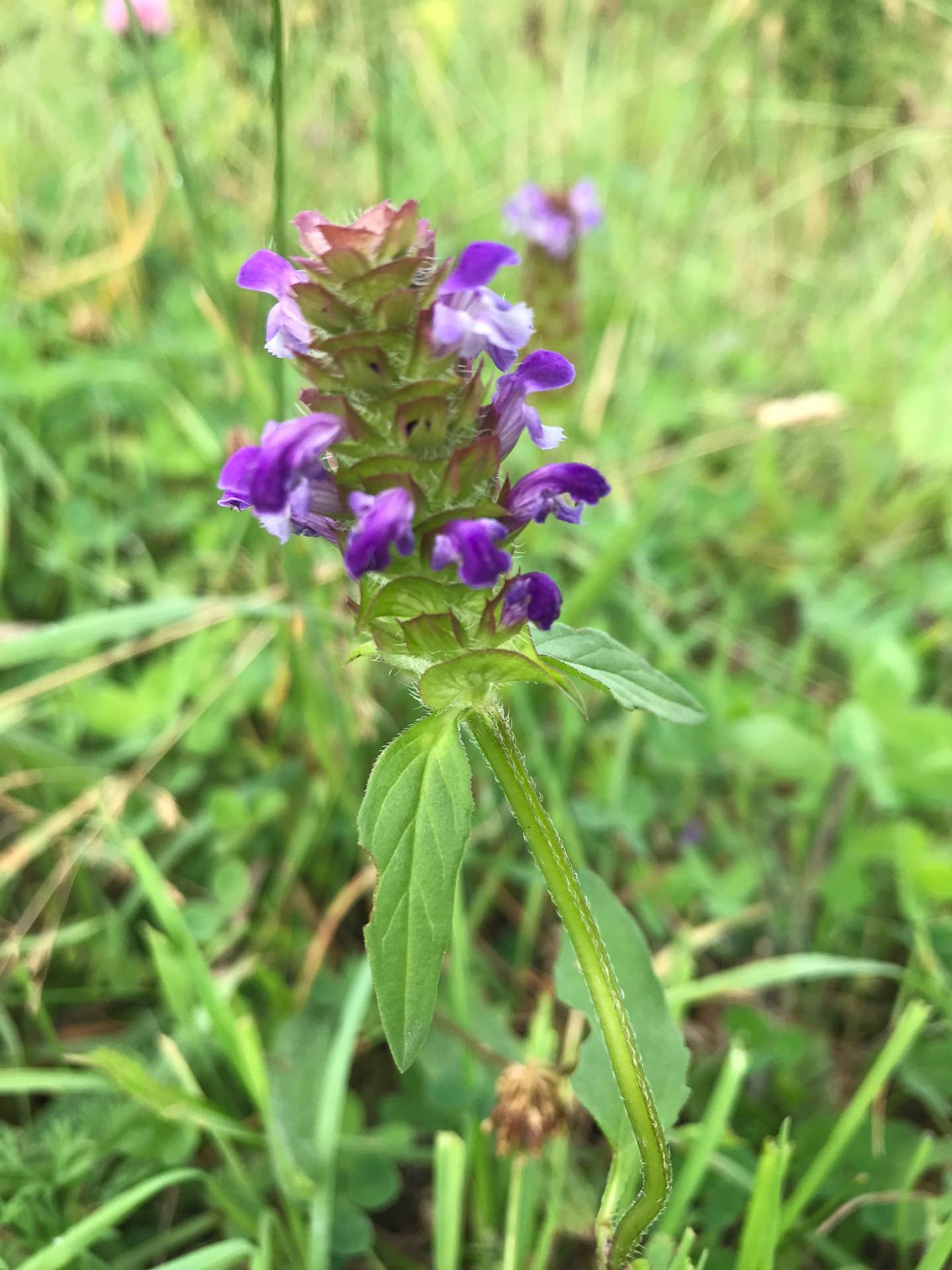 When the student is ready, the teacher will appear.

The past two seasons, self heal has been my teacher.

It started in my yard, a shady patch that needed something deer-resistant. We had a great season together. I learned her cycle, harvested and d