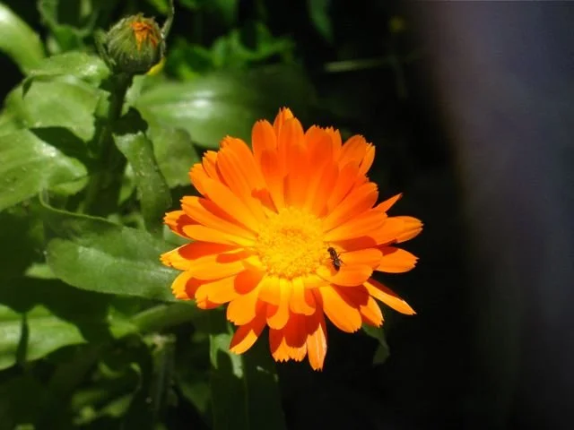 Calendula.jpg