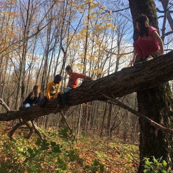 climbing fallen maple.jpg