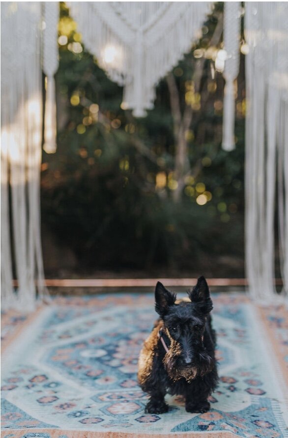 Scotty Dog opalhouse wedding backdrop.jpg