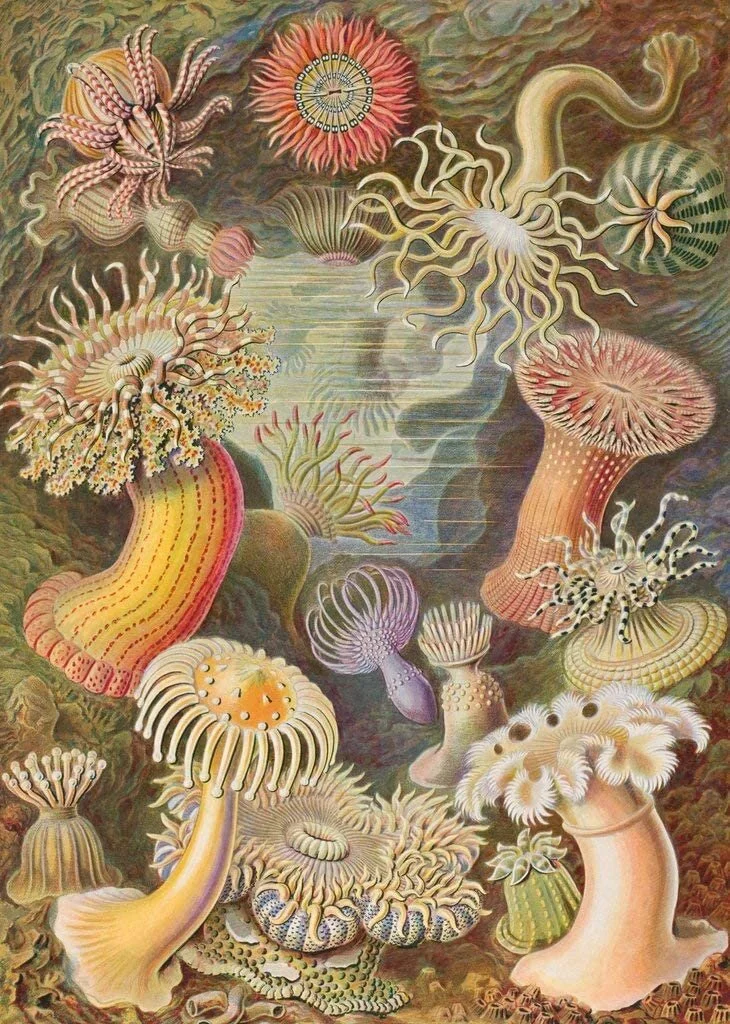 Sea Anemones Wooden Puzzle 288 pieces
