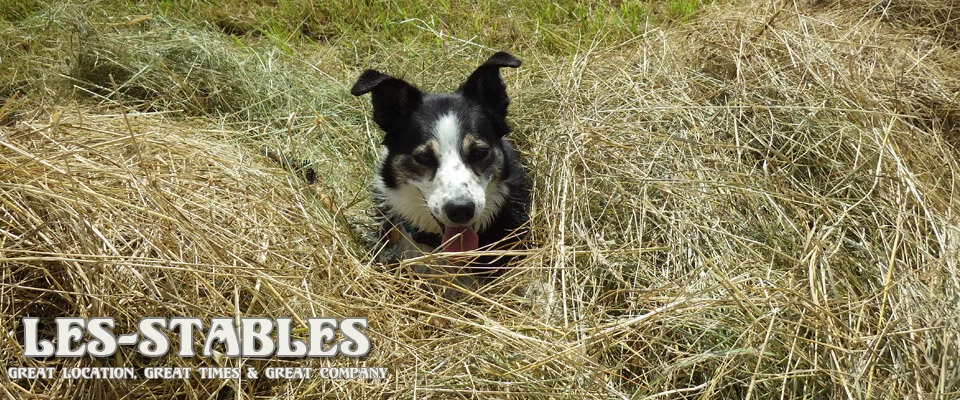 WE LOVE DOGS… but sorry we don’t allow them at Les Stables unless they can ride a bike.. with the exception of Bonbon of course