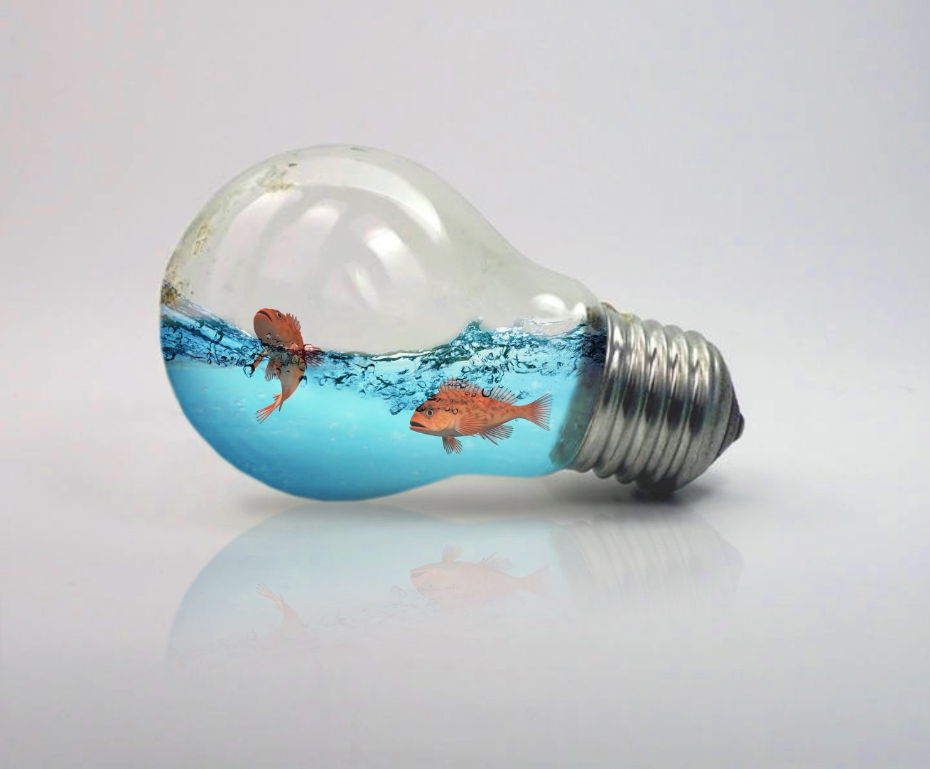 Fish in lightbulb.jpg