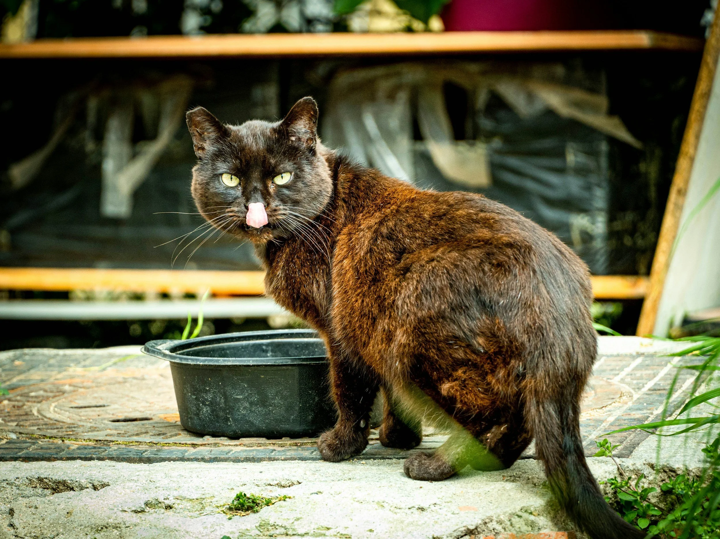 Expansion of Toronto Feral Cat Coalition 