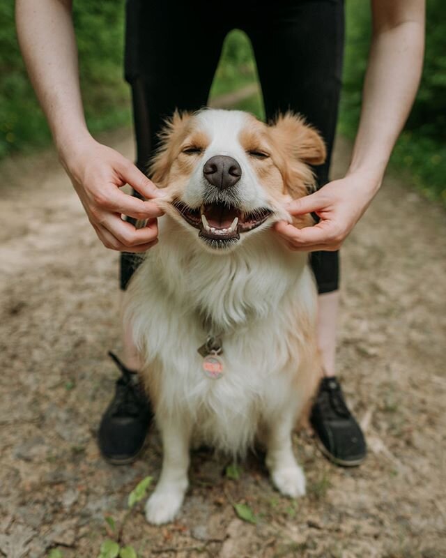 Trying to keep a smile on our faces even though it has been raining practically nonstop for three days and will likely continue for a few more. Summer weather, where are you!?
↟↟↟↟↟↟↟↟↟↟
@wildwearpets (use code &quot;lifewithcollies&quot;)
@tagntrail