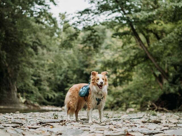 ☀️☀️☀️ GIVEAWAY ☀️☀️☀️ With summer officially starting this week, we wanted to kick things off with a giveaway of a LOAD of gear to make the season special for you and your pup! The rules for entry are simple:

1. Follow all hosts and vendors listed 
