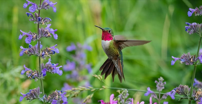 Hummingbird Festival - Starsmore Visitor and Nature Center
