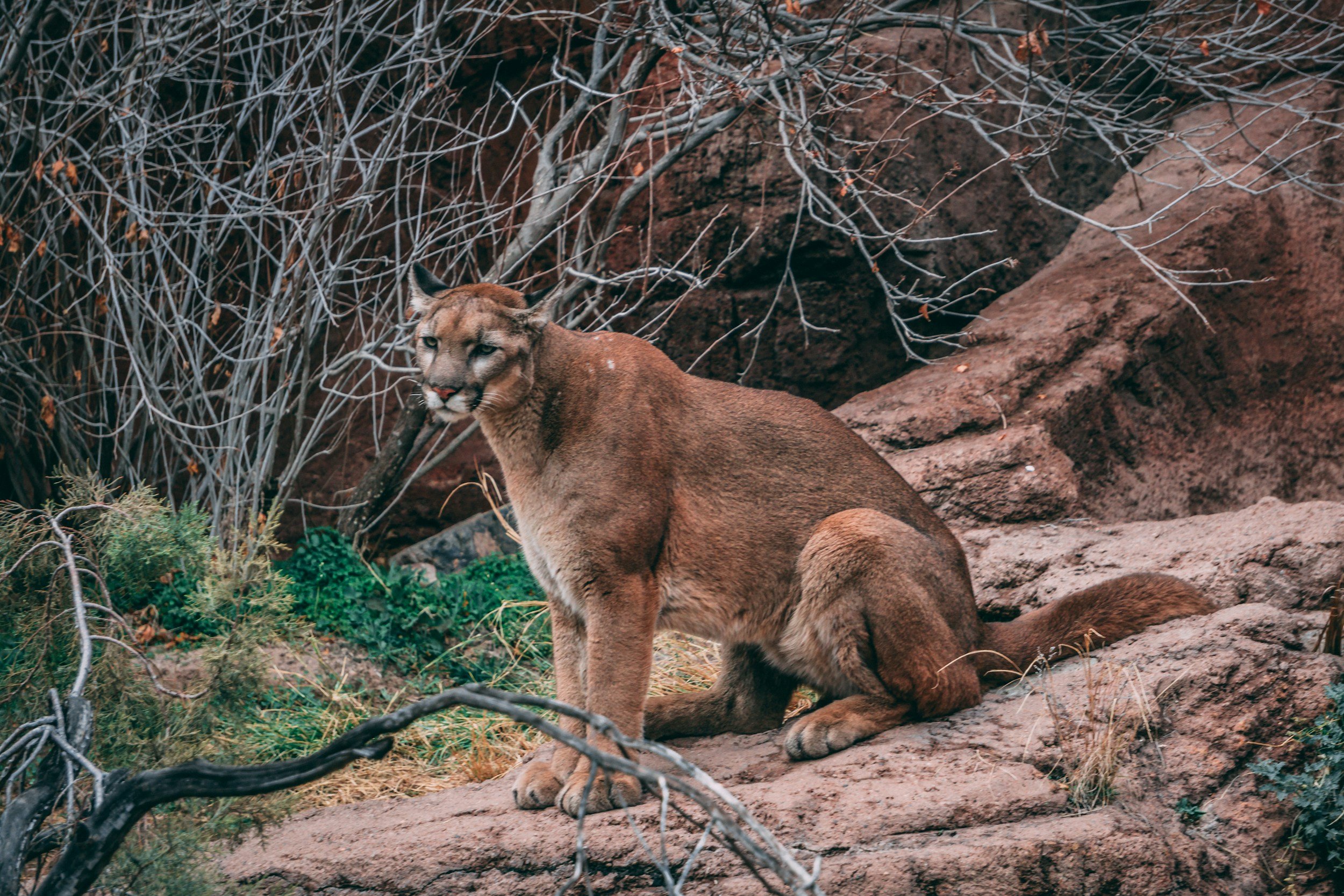 Mountain Lions