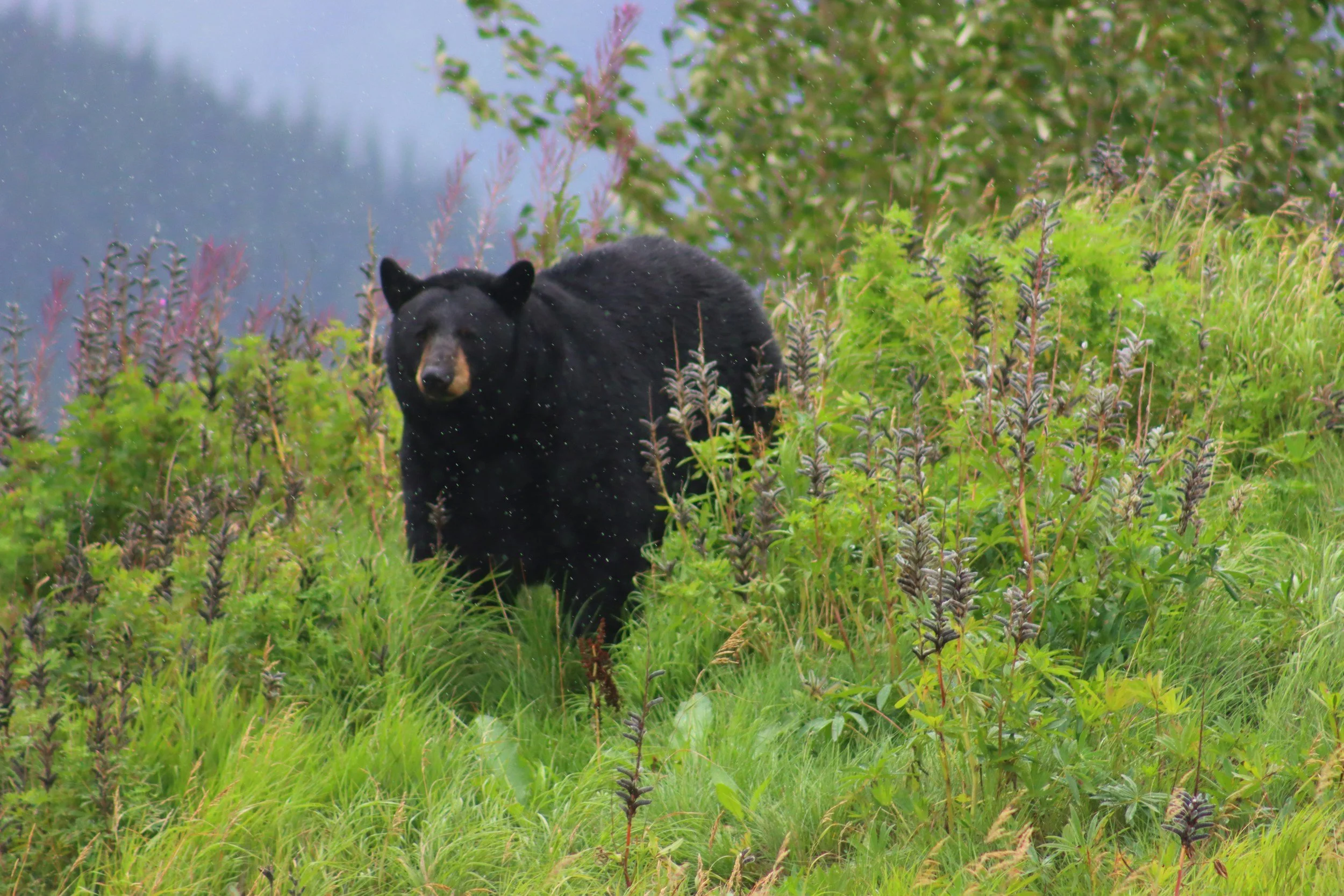 Black Bear