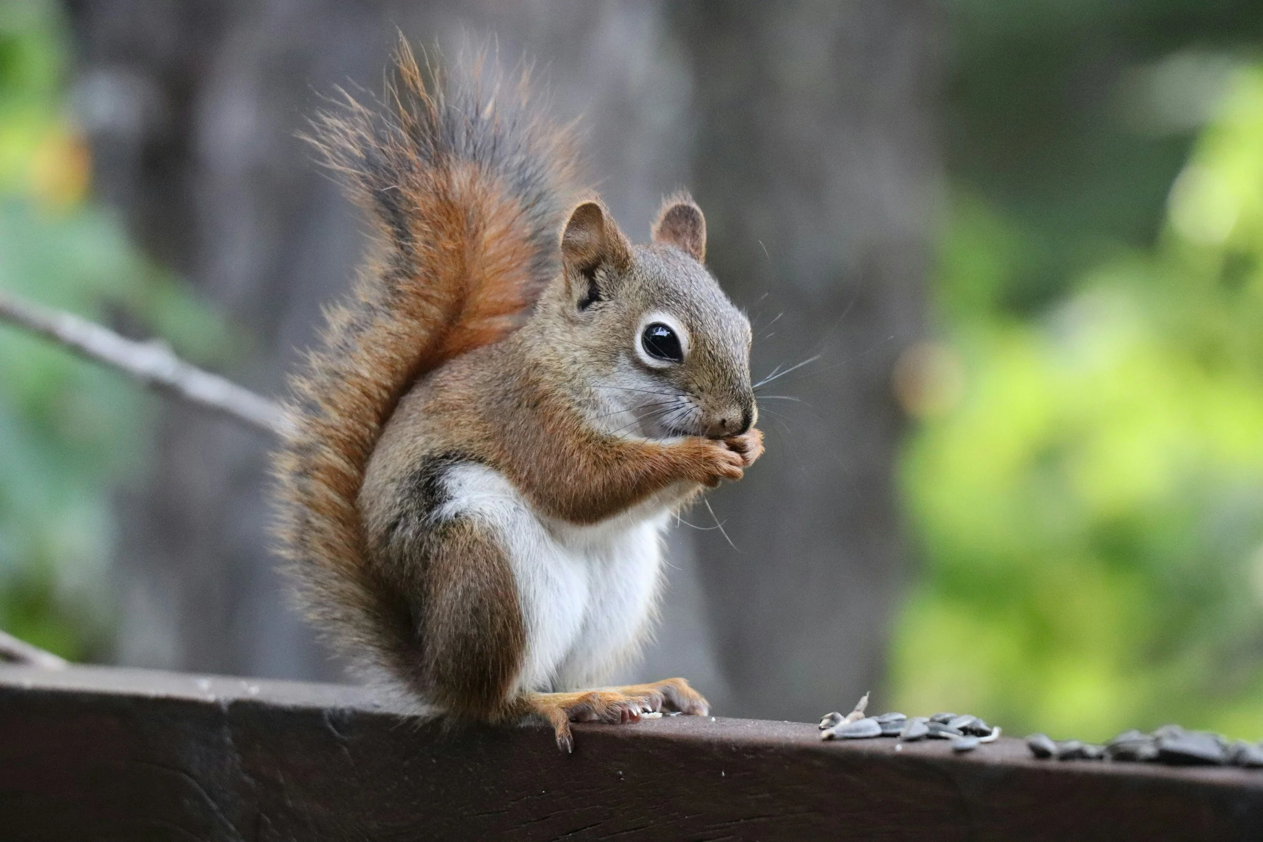 Pine Squirrel
