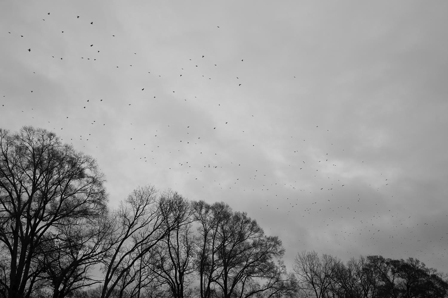  Jason Pettit  Blackbirds  (Mississippi)  Archival pigment print, 30 x 40”  Signed 