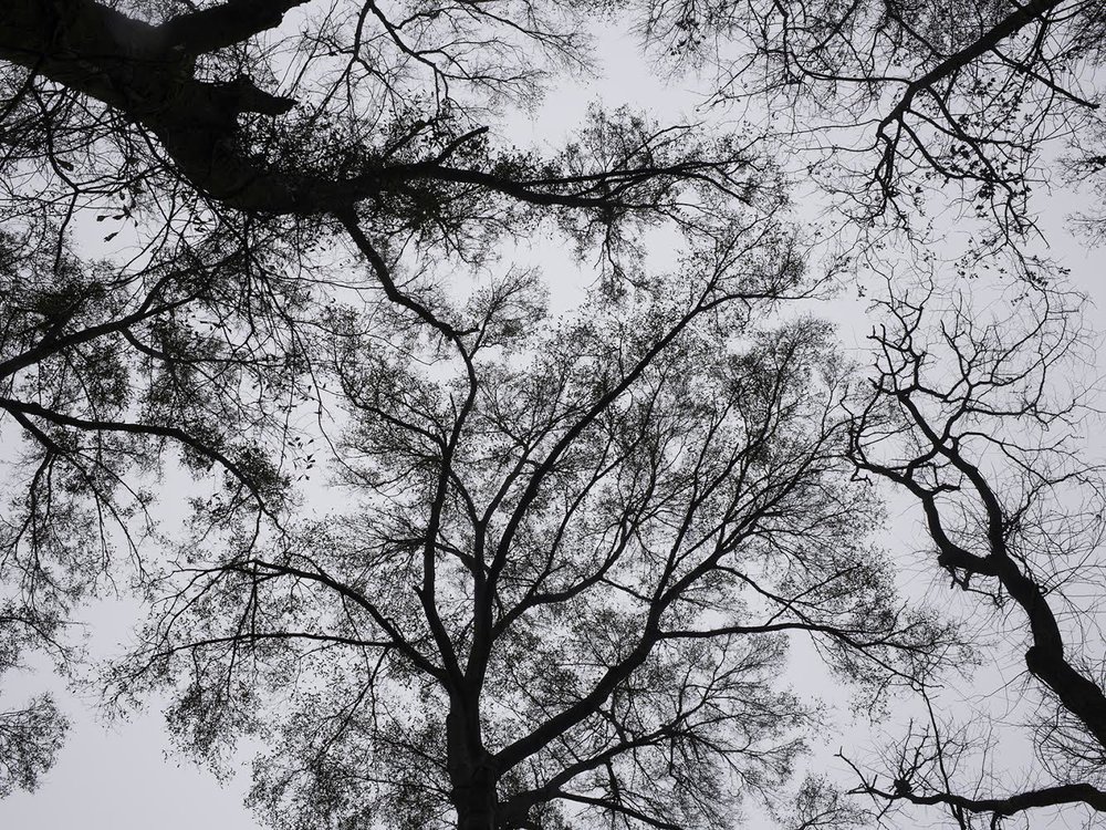  Jason Pettit   Look Up (Mississippi)   Archival pigment print, 30 x 40”  Signed  