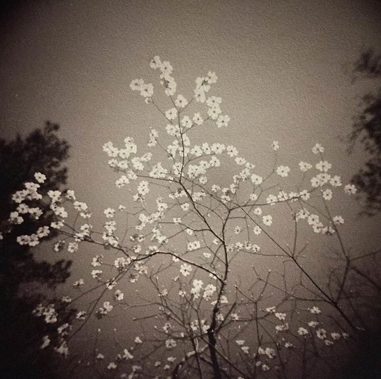  J. Kevin Foltz  Dogwoods in the South  Gelatin silver, 14 x 11”  Signed 