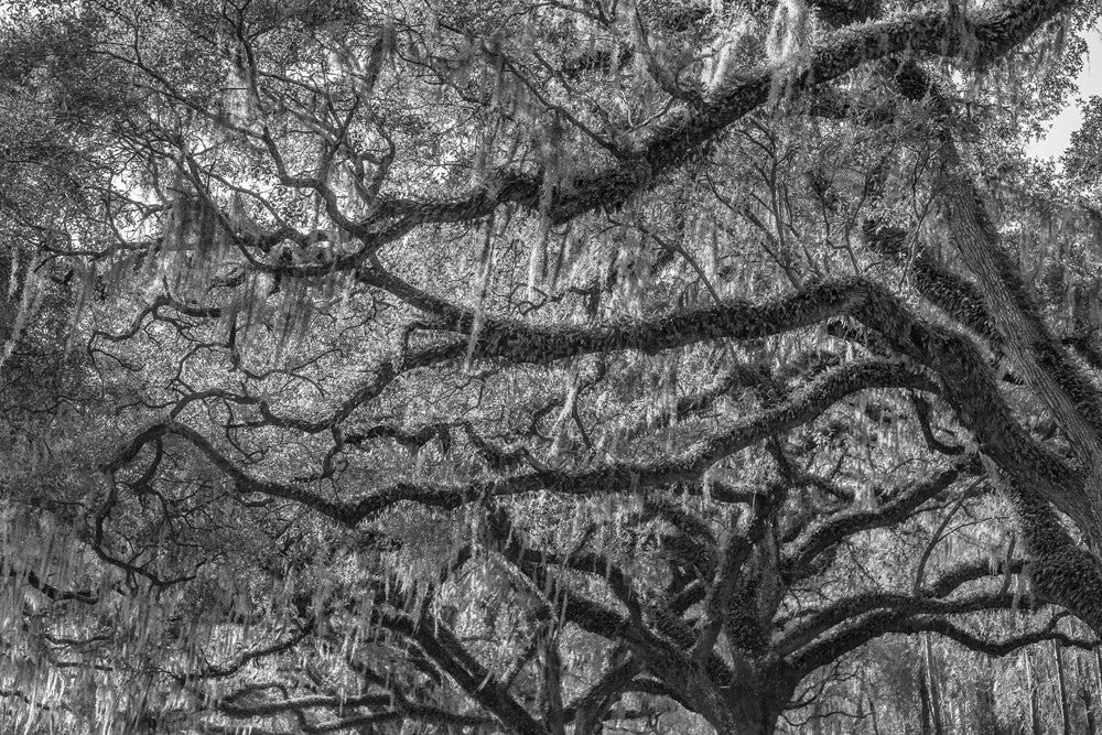 Oak_Branches_South_Carolina_2012_RQ0A0480_1024x1024.jpg