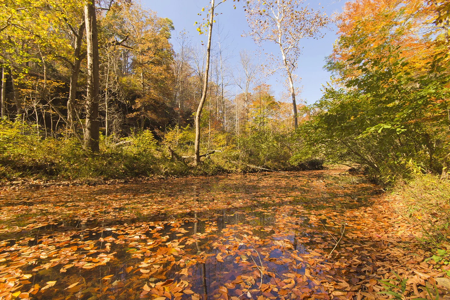 Shawnee National Forest