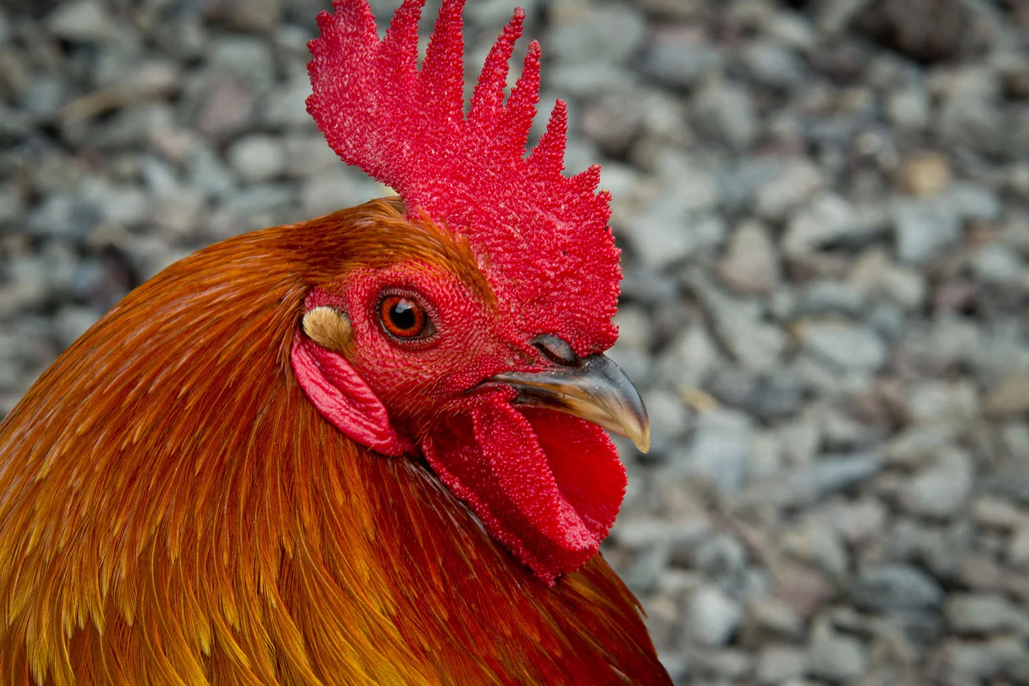 Hawaiian Rooster