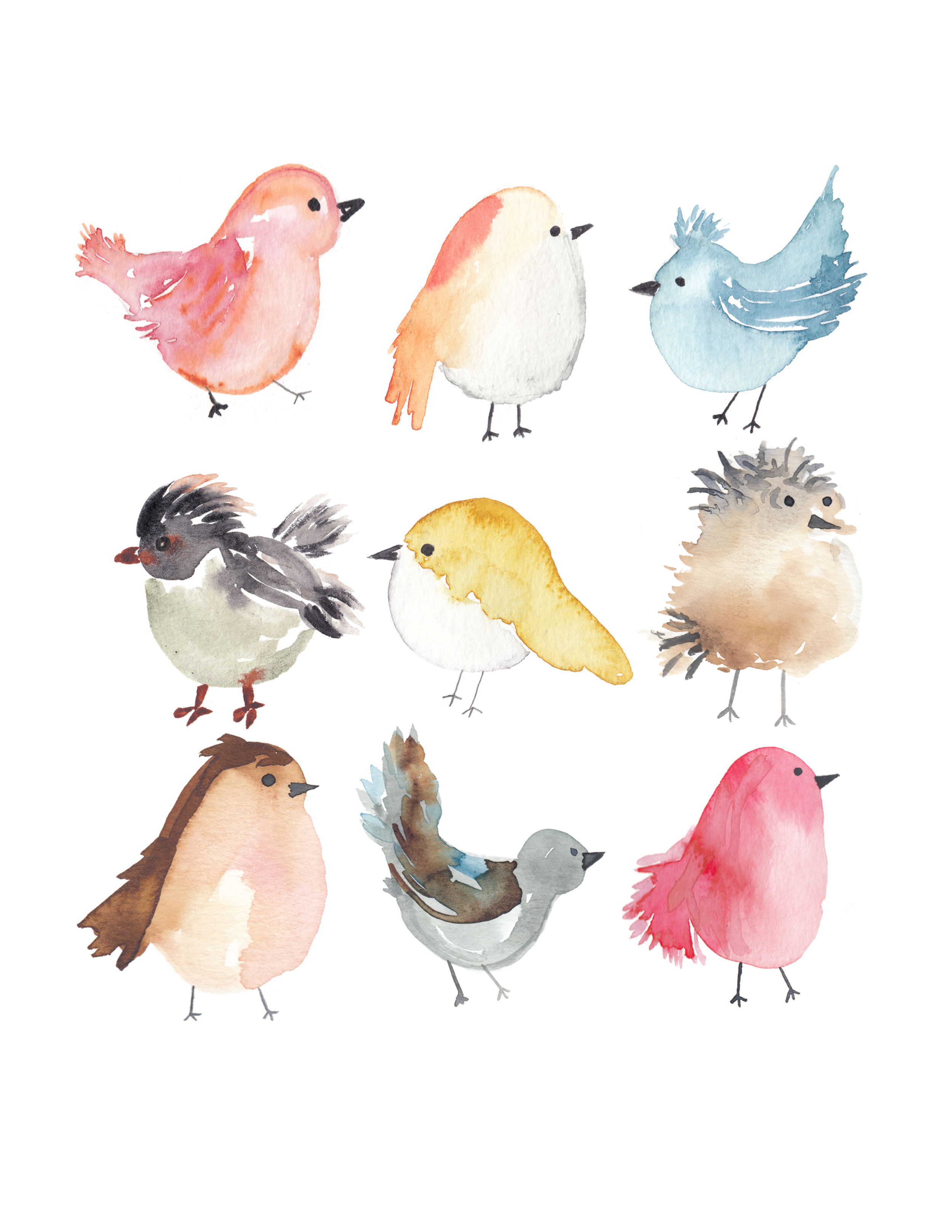 9 pack birds 2024.png