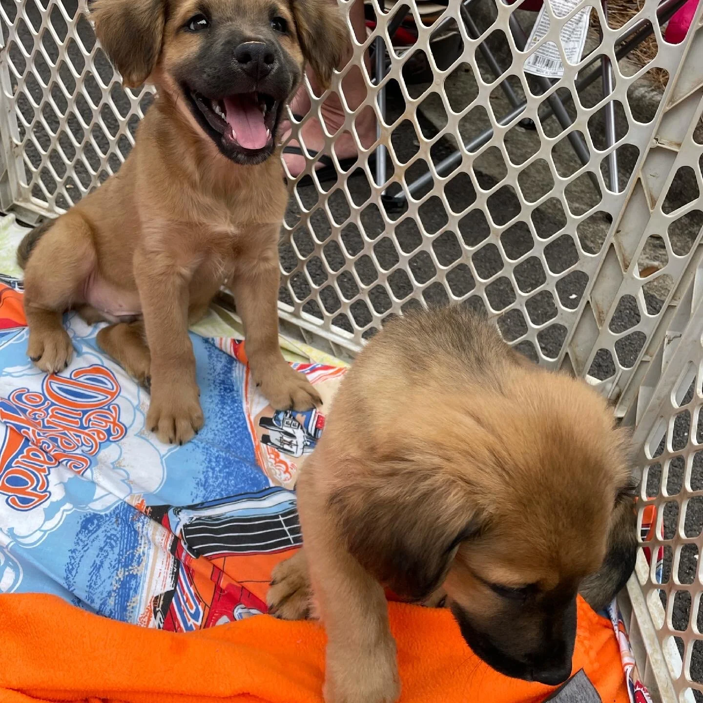 Proud to Partner with Carolina Big Hearts Big Barks Rescue