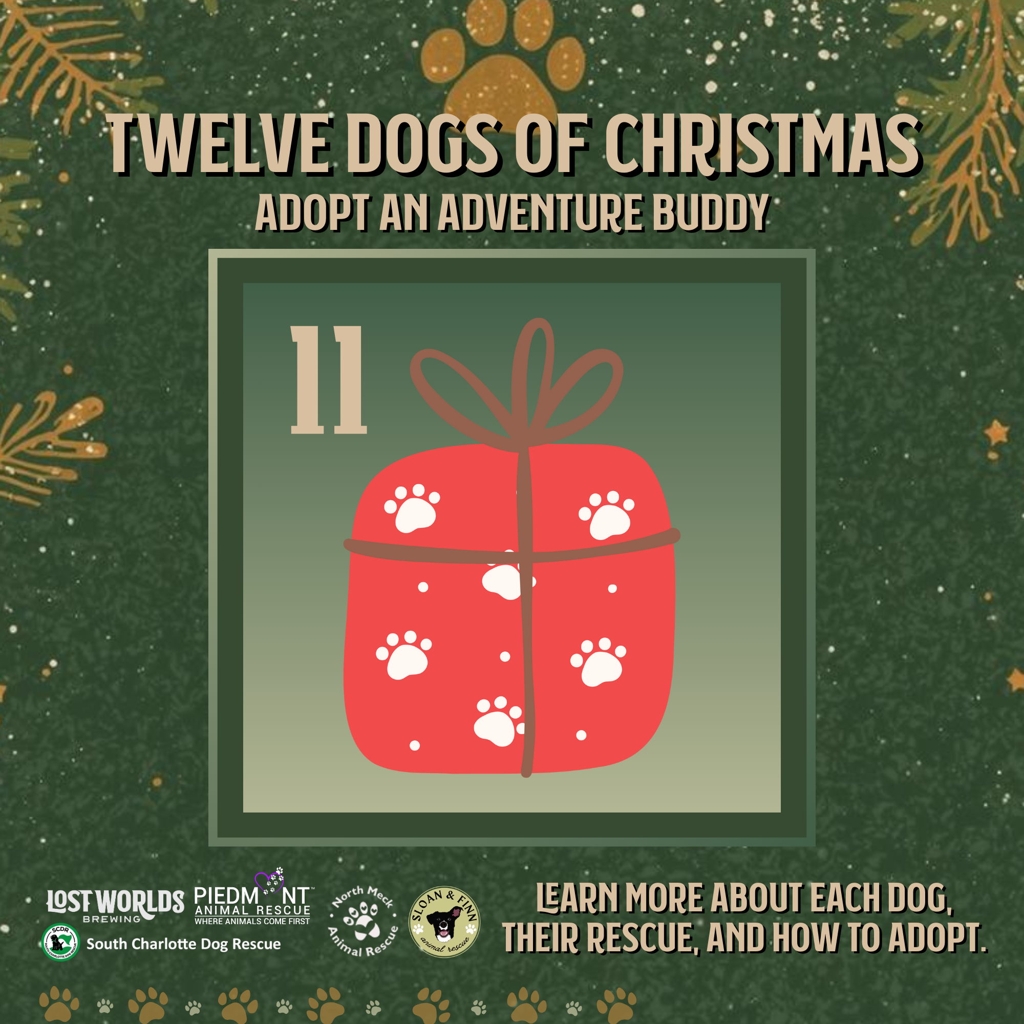 Meet Romeo: Your One-and-Only, People-Loving Sidekick