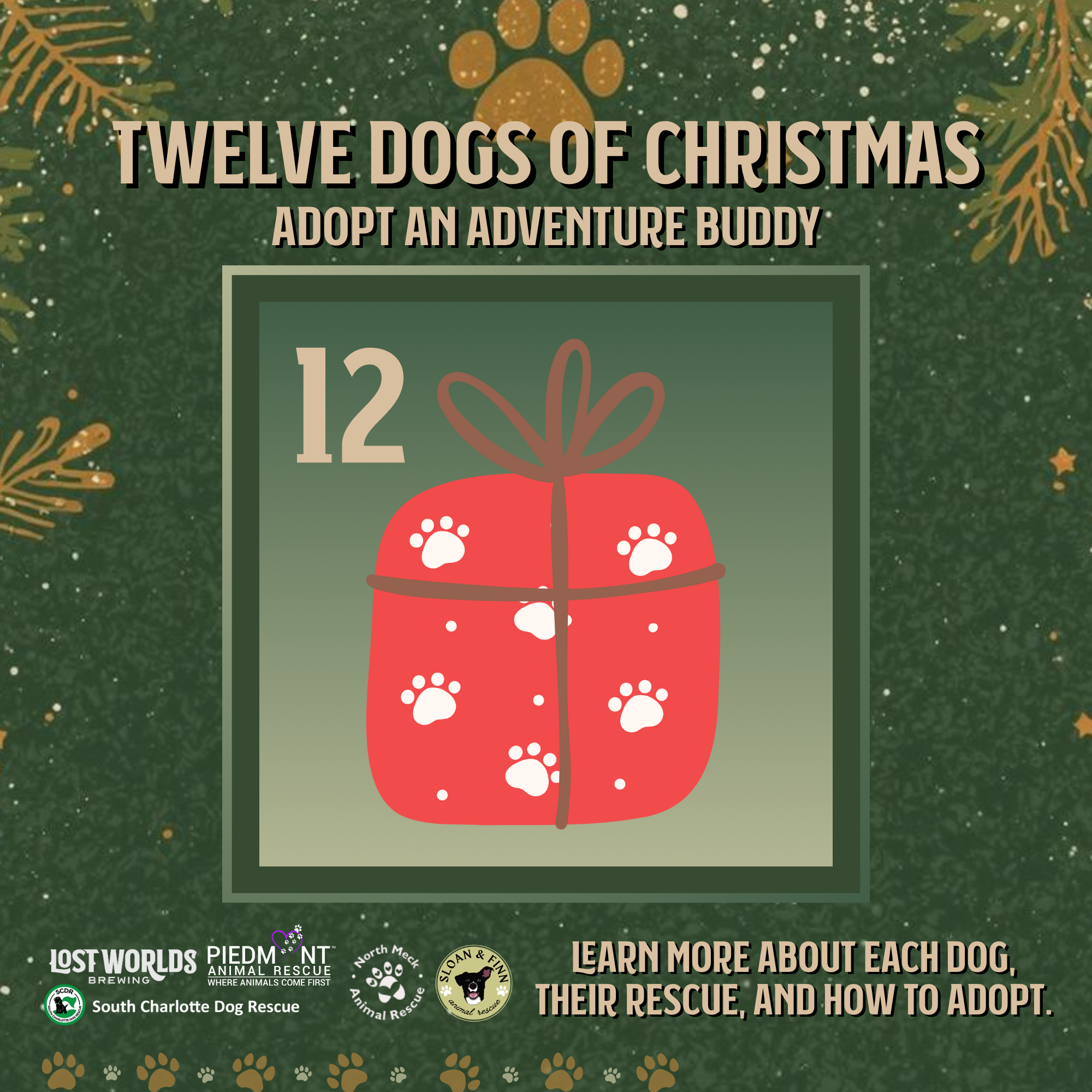 Meet the Christmas Puppies: Playful, Energetic, and Full of Curiosity