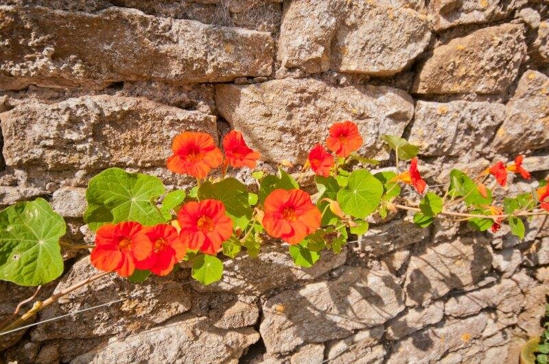 Filler Wall flowers.jpg