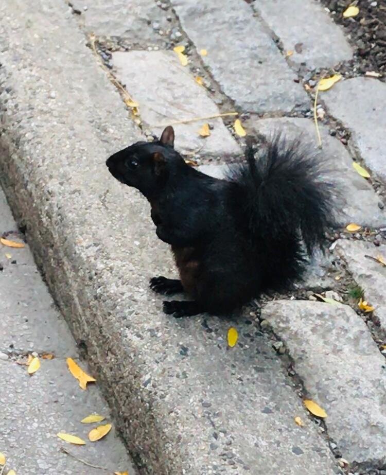 BlackSquirrel.jpeg