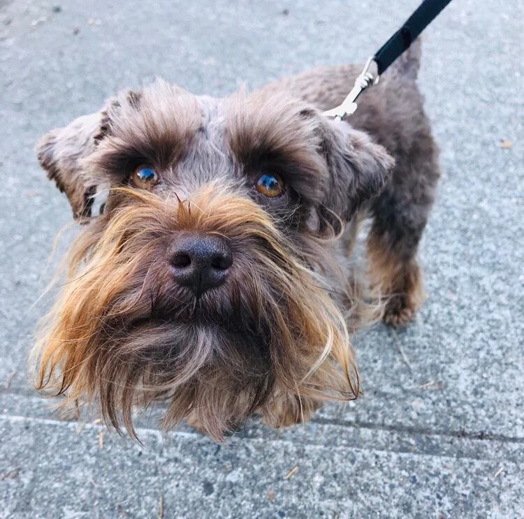 Charlie Bear