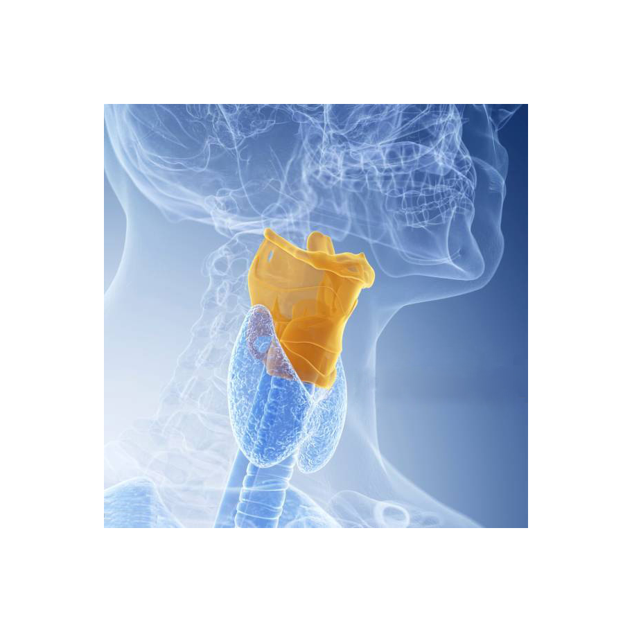 THE LARYNX - THE CULPRIT