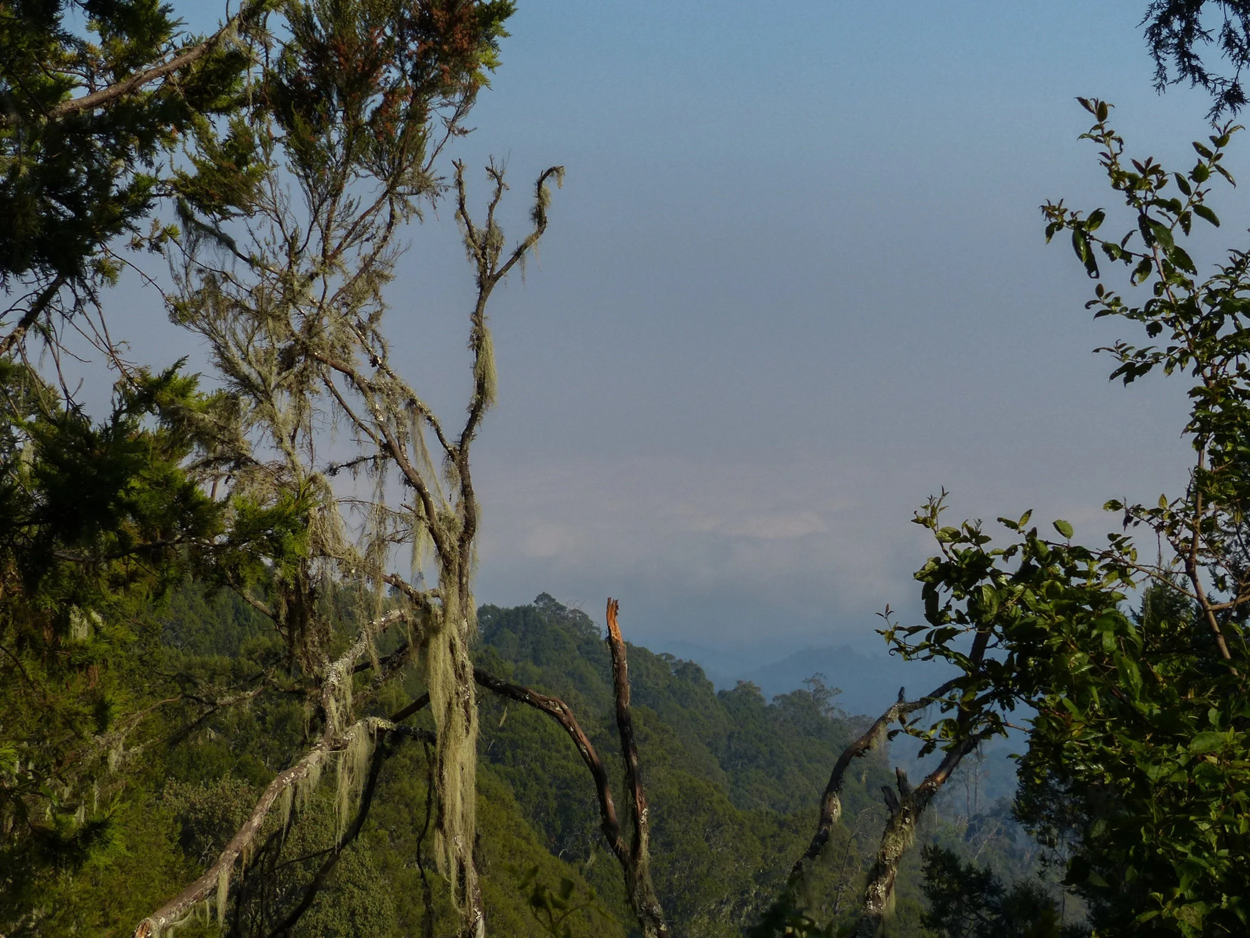 Kilimanjaro