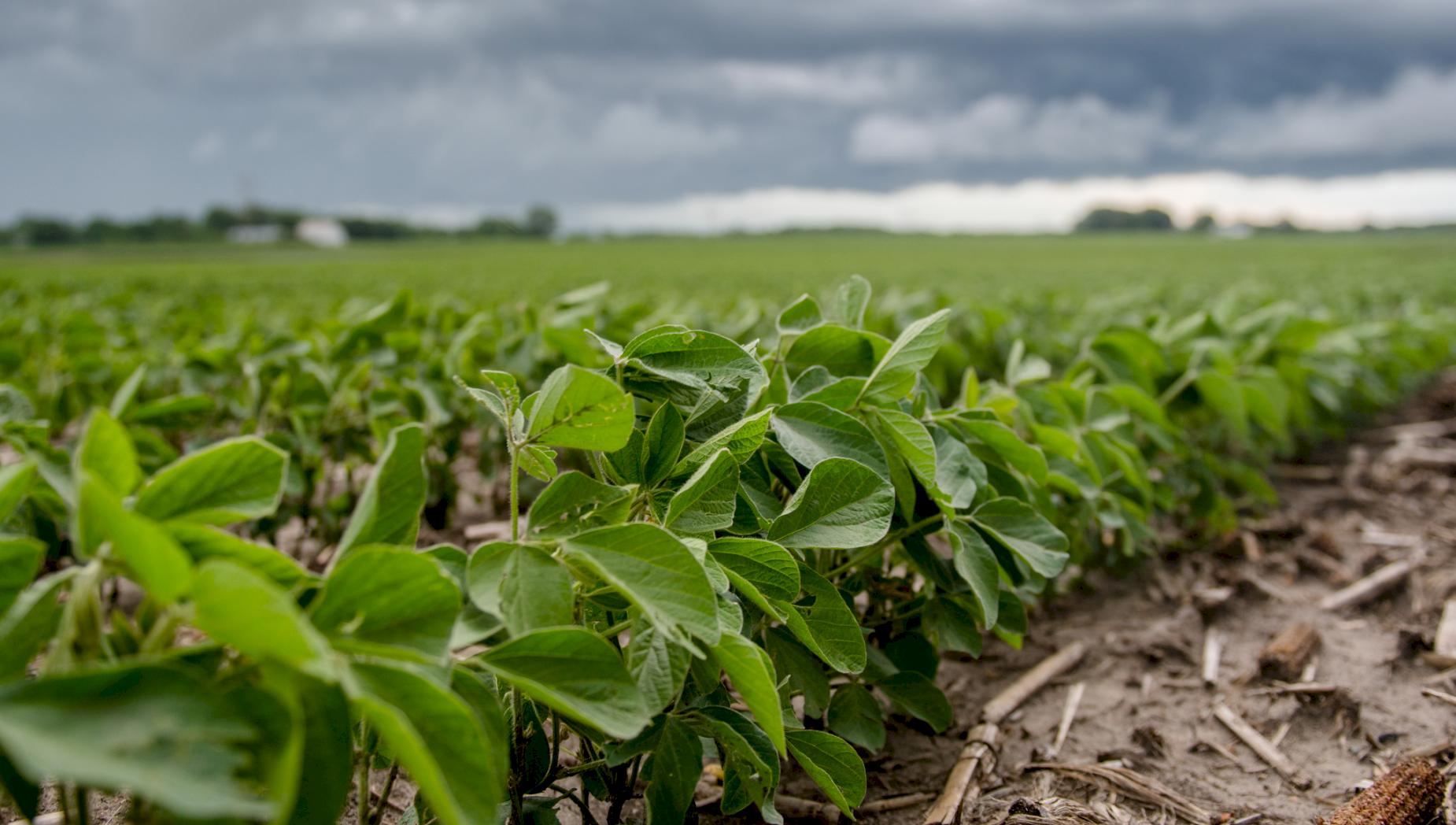 soybeans-supplant-corn-as-dominant-u-s-crop-9503611b.jpg